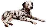 Dalmation Dog.